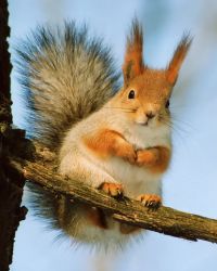 ИР35-40 Мозаика по фото Размер 35х40